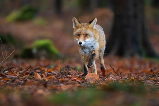 Red fox in the forest running directly to the camera. Autumn forest with wild beast
