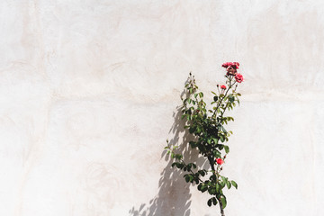 Rosal sobre muro