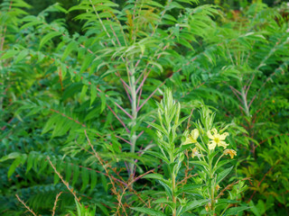 green leafy plant with yellow flowers