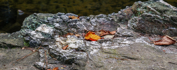 dried leaves on rocks along high falls trail in the talladega national forest, alabama, usa