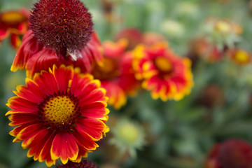 red and yellow flowers