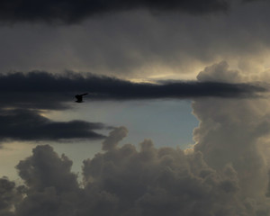 Obraz na płótnie Canvas Bird in flight in the clouds