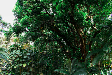 green tree in the forest
