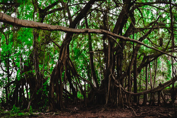 trees in the forest