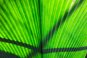 Obraz premium Tropical palm leaf. Natural texture