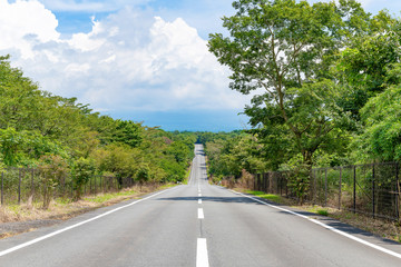 木々の中の直線道路