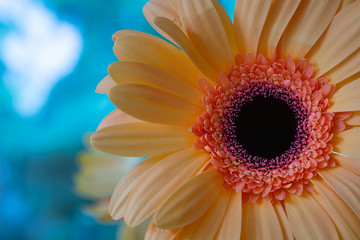 Gerbera