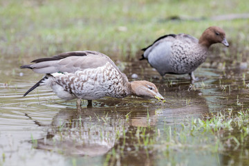Australian Wood Ducks feeding on grass in flooded field