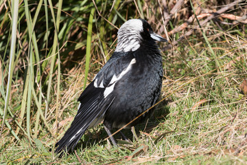 Australian Magpie sunbathing or sunning itself