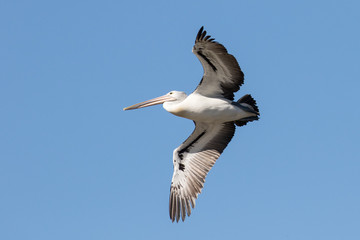Fototapeta na wymiar Australian Pelican in flight with blue sky background