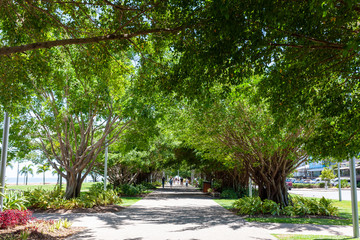 A large sidewalk covered with green trees