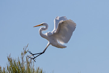 Great Egret about to land in tree