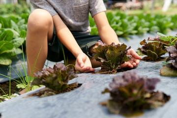 Little hand take care vegetable on soil