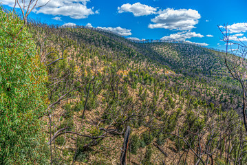 Naklejka premium Kinglake Bushfires 8