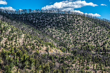 Obraz premium Kinglake Bushfires 9