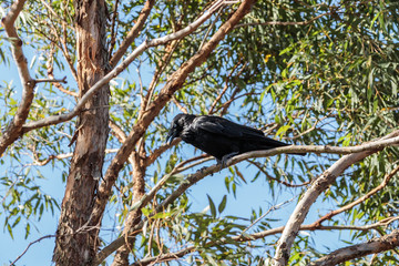 Australian Raven in a tree