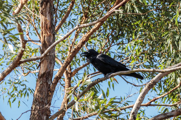 Australian Raven in a tree