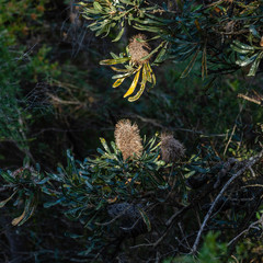 Banksia tree