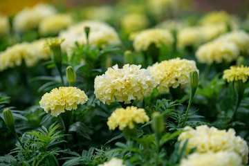 Cream-colored marigold flowers, Vanilla white