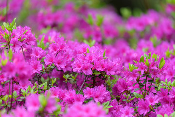 Obraz premium Pink azalea flower, in full bloom, Rhododendron