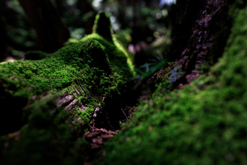 Obraz premium 森の苔