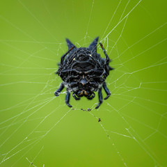 Christmas Jewel Spider female melanistic form