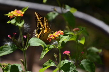 Monarch butterfly on a flower