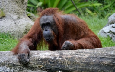 A portrait of an orangutan