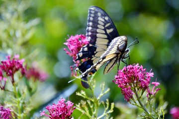 Monarch butterfly on a flower