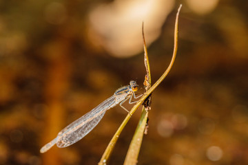 Common Flatwing on a plant stem near