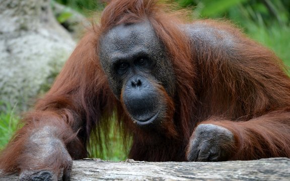 Portrait of an old orangutan