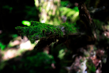 森の苔