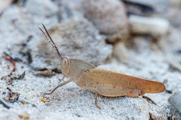 Gumleaf Grasshopper on sand