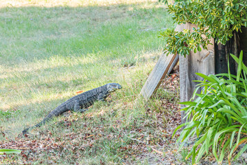 Lace Monitor at back of houses