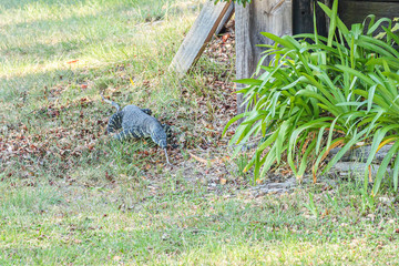 Lace Monitor at back of houses