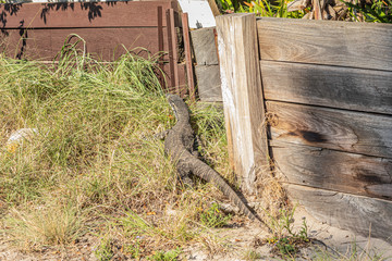 Lace Monitor at back of houses