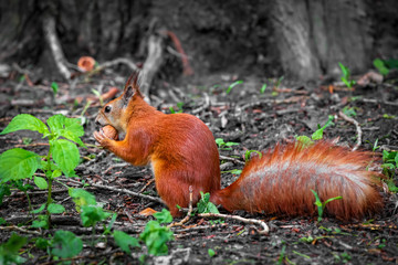 Red squirell close up view. Sciurus vulgaris