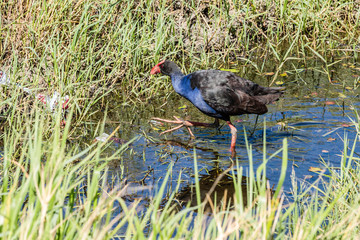 Purple Swamphen looking for food in a pond amongst rubbbish