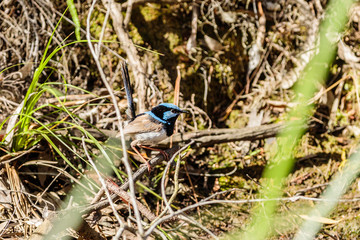 Superb Fairy-wren male