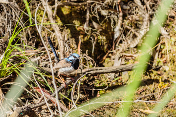 Superb Fairy-wren male