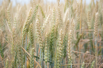 field of wheat