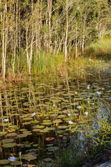 Water Lillies in a creek