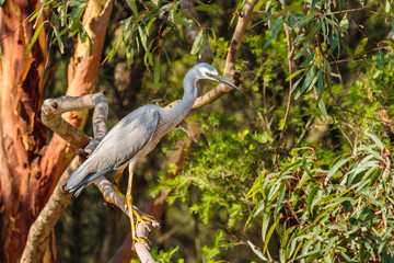 White-faced Heron