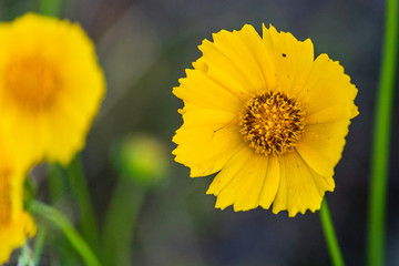 Yellow flower