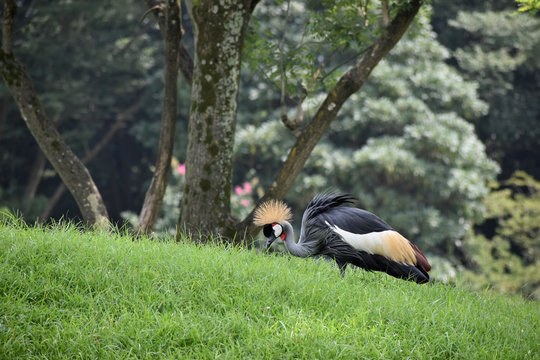「カンムリヅル」の画像 2,617 件の Stock 写真、ベクターおよびビデオ Adobe Stock