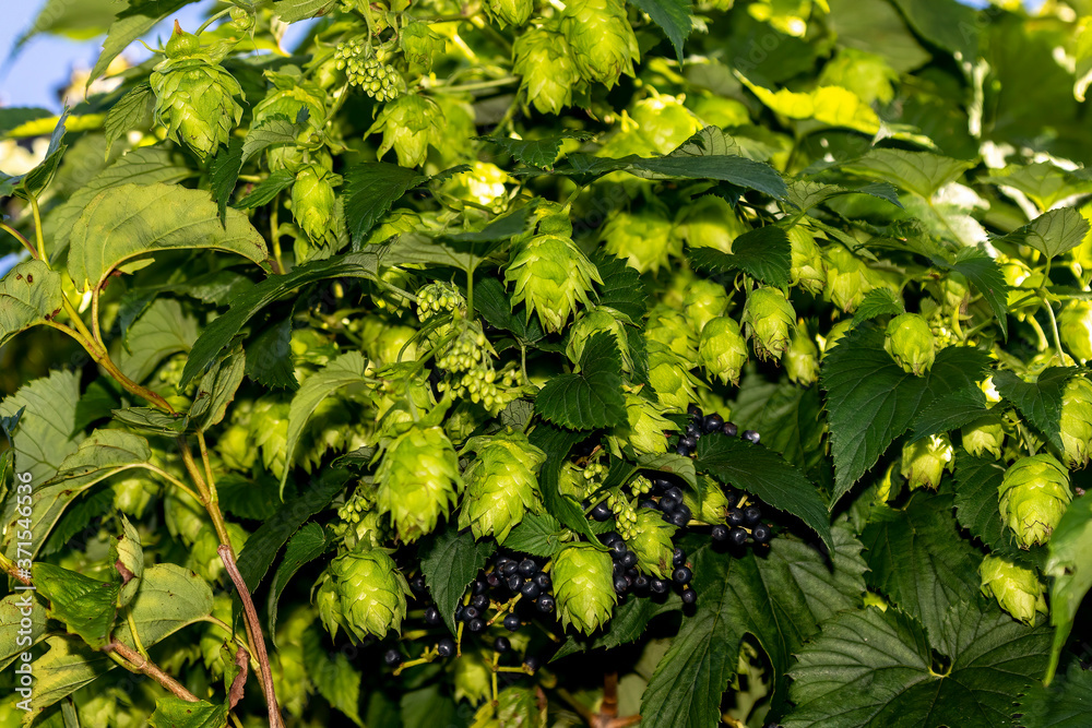 Canvas Prints Hops. The flowers  are used primarily as a bittering, flavouring, and stability agent in beer, to which, in addition to bitterness, they impart floral, fruity, or citrus flavours and aromas