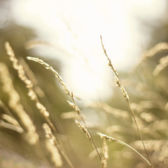 golden wheat field