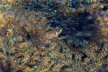 Fototapeta na wymiar The frog in overgrown small pond