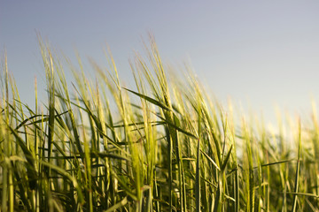 green grass in the wind