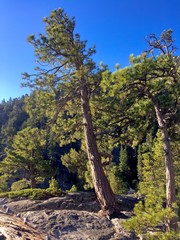 At 7500 feet, many varieties of pines thrive, in the Tahoe basin of California.
